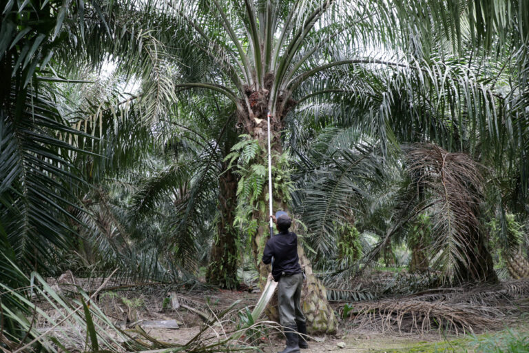 Malaysia raises concerns over continual changes on sustainable palm oil