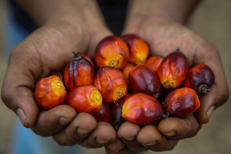 Sustainable oil palm planters cooperatives hit sales of over 80,000 tonnes, says deputy plantations minister