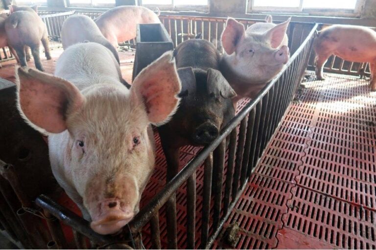 DAP MPs urge govt to assist pig farmers struggling to keep up with rising costs