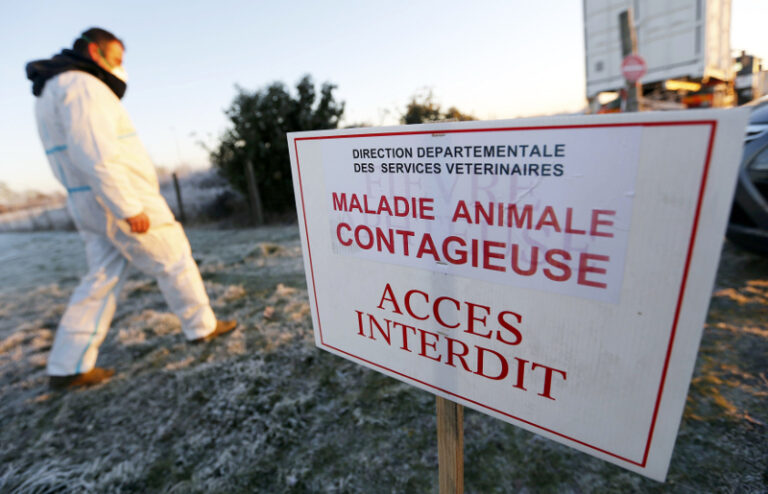 France says record 16 million birds culled in flu outbreak