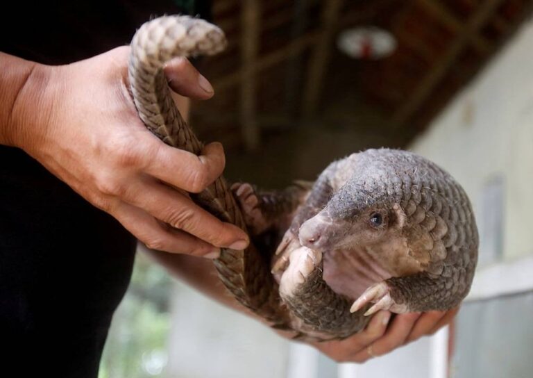 US sanctions Malaysian group for alleged wildlife trafficking