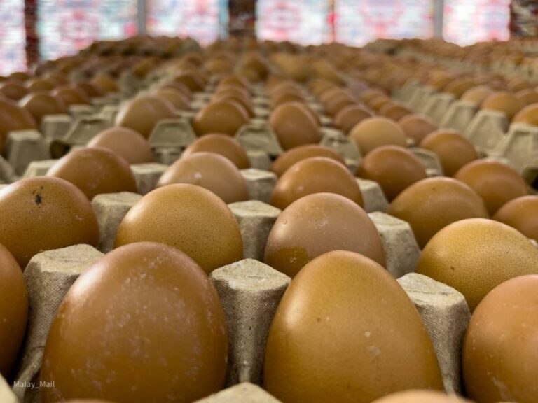 Minister: Chicken, egg subsidies extended until December 2022
