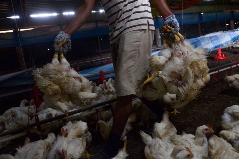 Govt to ease restriction on chicken exports in phases starting tomorrow, says minister