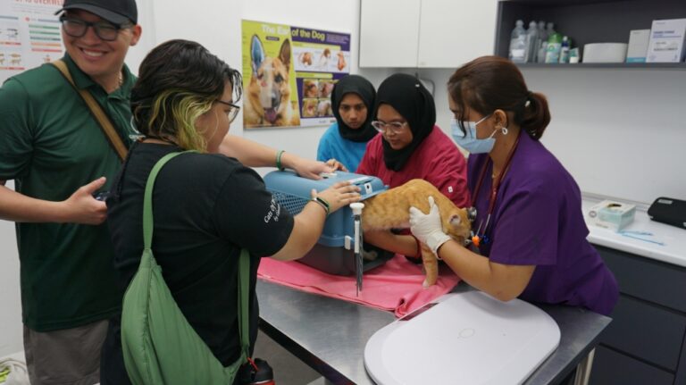 From an idea to 800 sterilisations: How Catsoterra is helping to curb the stray cat population in Penang