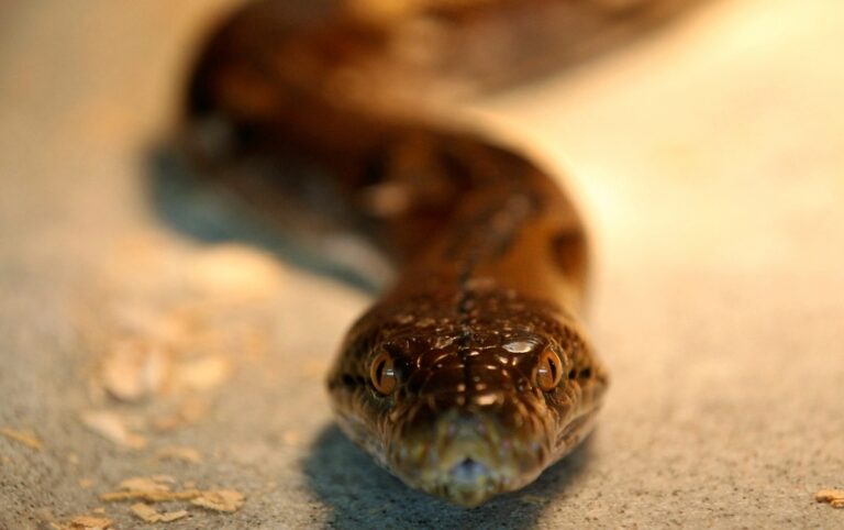 Spot a crocodile in the park or a python in your garden? Here’s who you should call… hint: It’s not Bomba