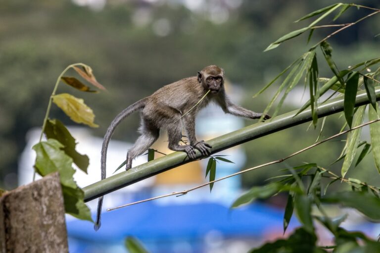 ‘They chase us instead’: Fearless monkeys force closure of northbound Sungai Perak R&R