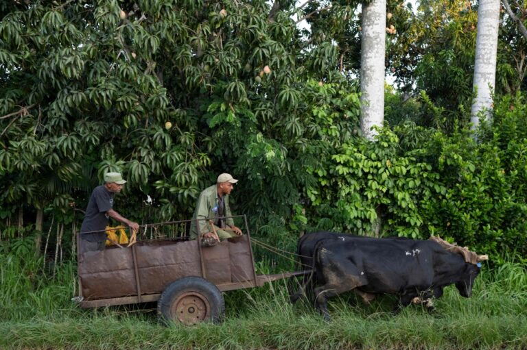 Tractor sits idle, oxen pull plough as Cuba’s energy crunch cripples small farms