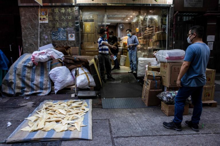 Illegal shark fins flood Senegal port as Chinese vessels flout bans, conservationists alarmed