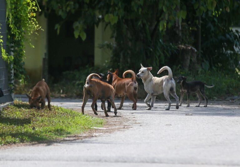 Nearly 2,000 dogs and cats neutered under Perak initiative since 2024