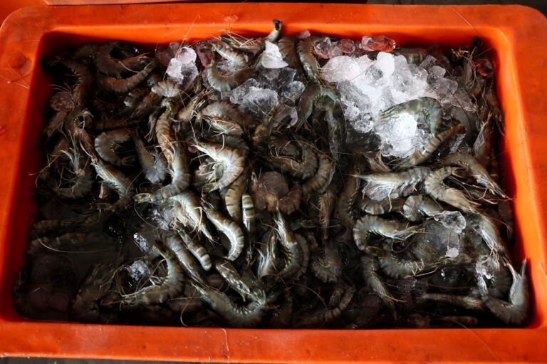 First attempt to smuggle banned Thai tiger prawns foiled by AKPS at Rantau Panjang