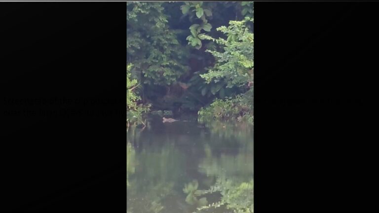 Sarawak crocodile sighting near Sibu flyover sparks public warning