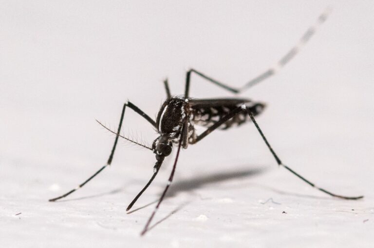 Dengue cases surge 56pc as MOH warns of nationwide spread