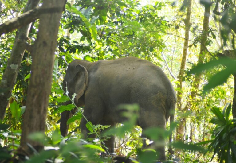 Terengganu village on alert after wild elephant destroys banana, sugarcane crops