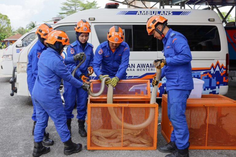 Civil Defence Force vows safety review after trained sergeant dies from cobra bite