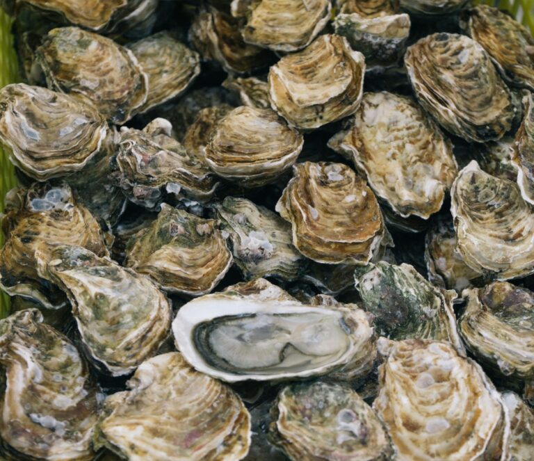 Australian police hunt thieves who stole over 300 bags of oysters, worth A$350,000