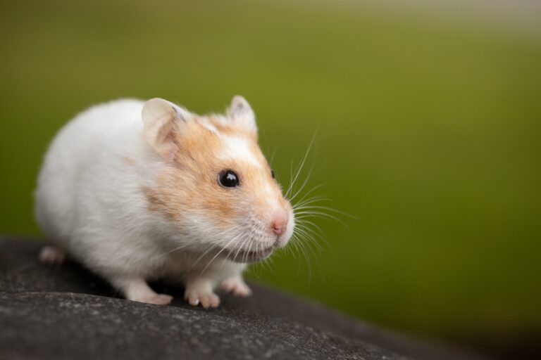 Hamster killer: Japan man arrested twice over deaths of 50 furry creatures