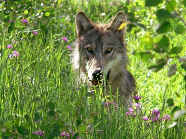 Trump pushes to strip endangered species protections from wolves, again