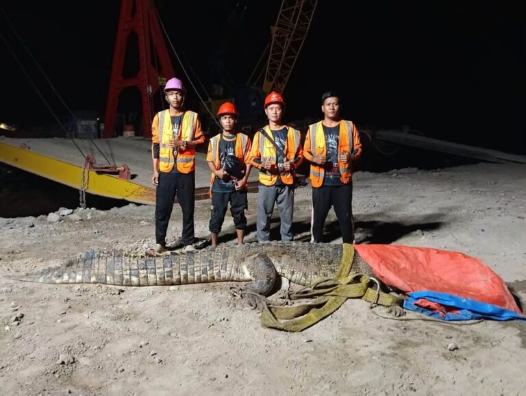 Hunting team records nine crocodiles captured in four‑day Kuala Baram operation