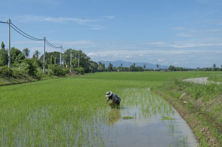 MACC investigates fertiliser delays affecting 38,000 Kedah farmers