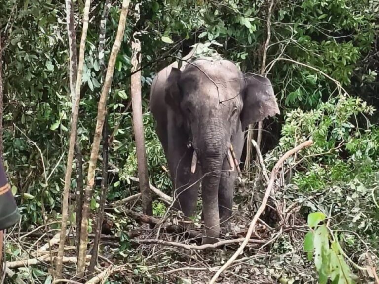 Male elephant roaming near Terengganu village caught, now on a banana diet