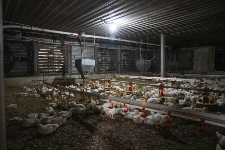 Ice, fans and cooling pads: How Malaysia’s chicken farmers are beating El Niño heat