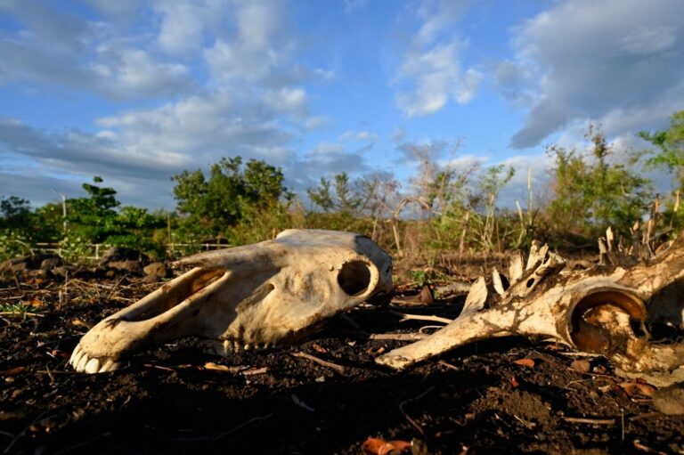 Dead animals, barren fields and hunger as strongest‑in‑decades El Nino chokes Central America