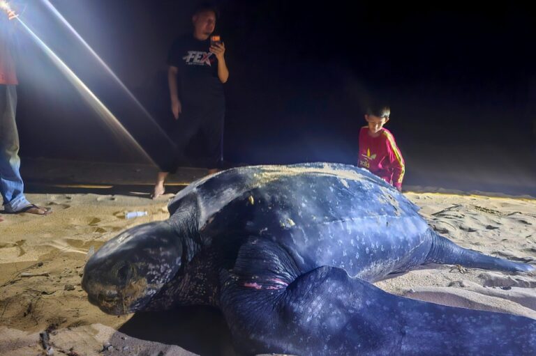 Leatherback makes third Terengganu landing this month, lays 70 eggs