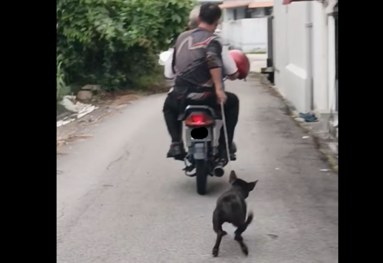 Penang DVS probes case of dog allegedly dragged by motorcycle in Batu Lancang