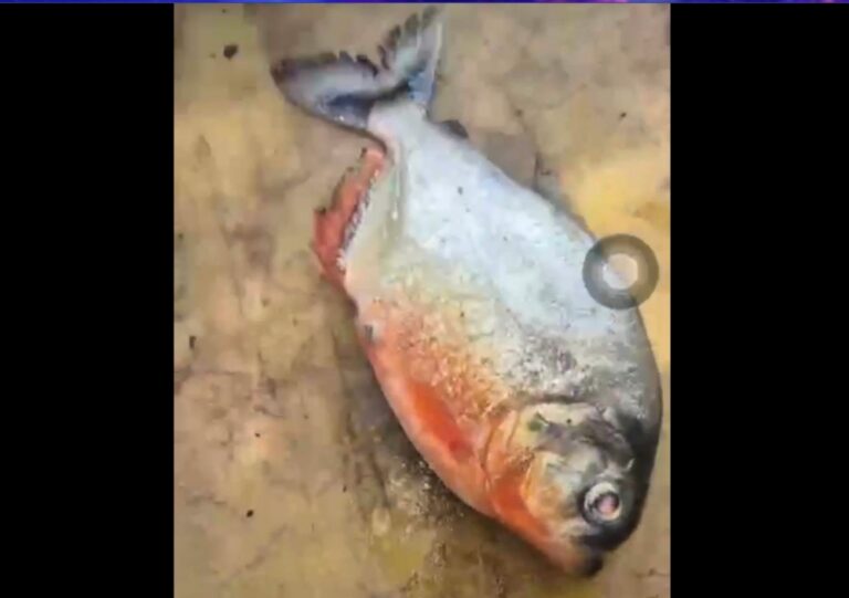Piranhas in Pahang? What we know about the mystery fish found at Klau Dam