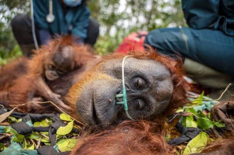 Orangutans reel as Indonesia’s raging blazes scorch habitats, haze suffocates survival