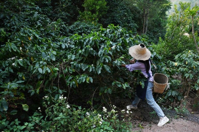 RM1m haul as GOF intercepts 15,000 coffee seedlings at Tanah Merah roadblock