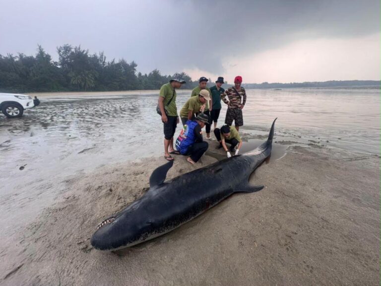Rescued once, stranded again: False killer whale dies at Sarawak beach
