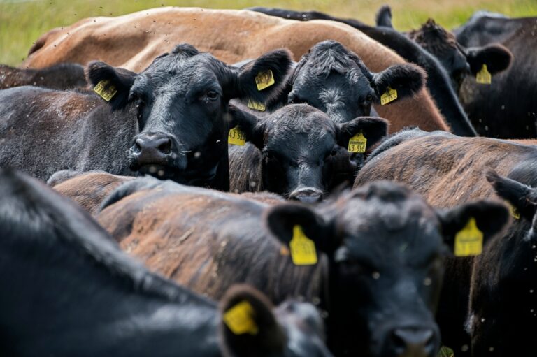 Keling and Kumang the cows? Dayak group demands answers from Sarawak Agrofest organisers