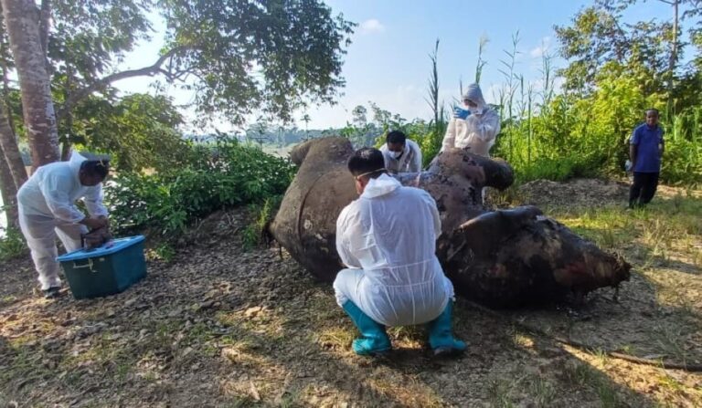 Dead elephant, missing tusks, no cause yet: Sabah awaits lab results on Kinabatangan carcass