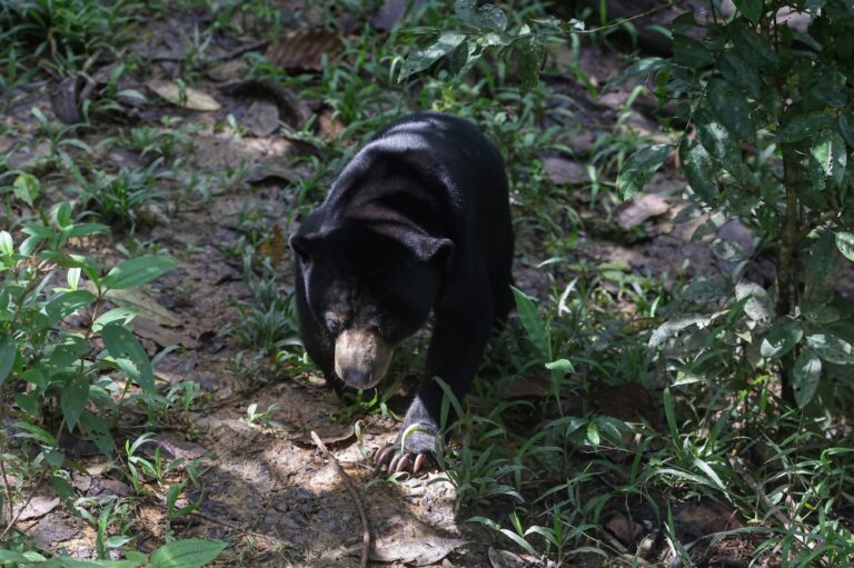 Sun bear spotted in Seremban housing area, Perhilitan to move trap
