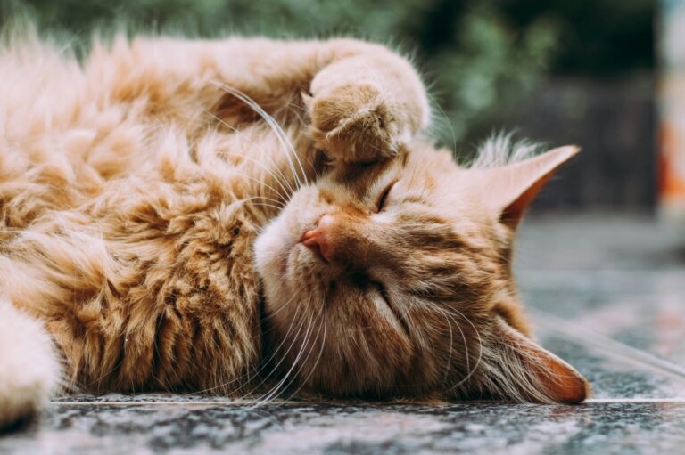 Budget 2027: Pet vaccination, sterilisation eligible for tax relief
