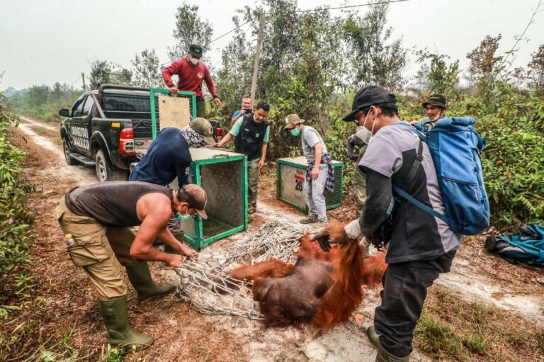 Dozens of endangered orangutans rescued from Indonesia wildfires as haze chokes region